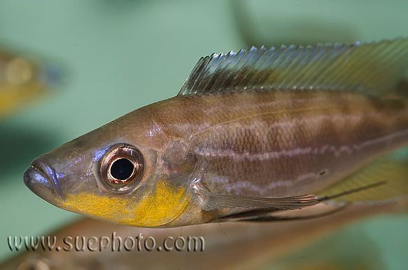 Benthochromis horii 'Kantalamba'